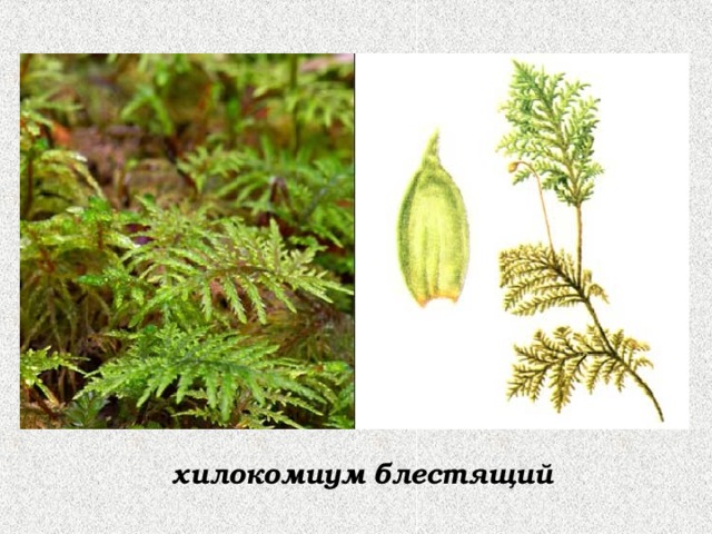 хилокомиум блестящий