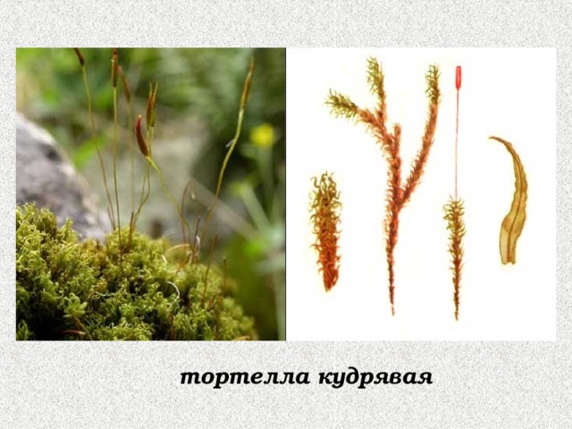 тортелла кудрявая