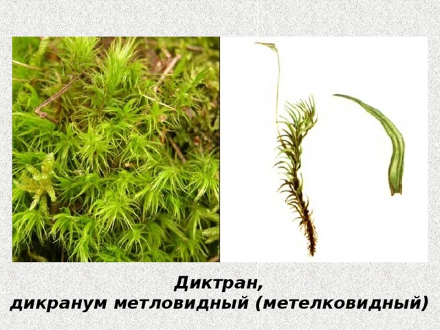 Диктран, дикранум метловидный (метелковидный)