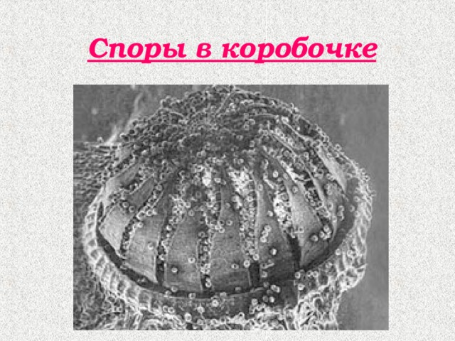 Споры в коробочке