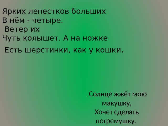 Ярких лепестков больших В нём - четыре.  Ветер их Чуть колышет. А на ножке  Есть шерстинки, как у кошки .  . Солнце жжёт мою макушку,  Хочет сделать погремушку. 