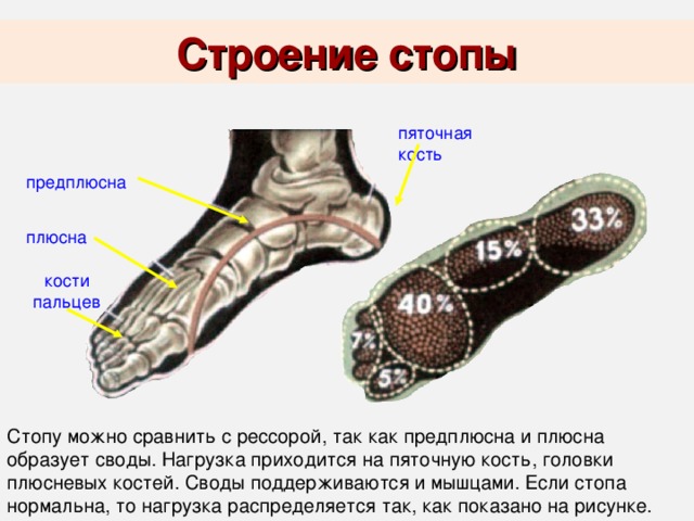 Строение стопы человека рисунок анатомия