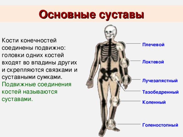 Фото суставов человеческого тела