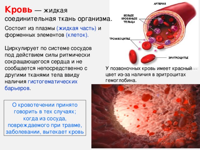 Кровь расположение в теле