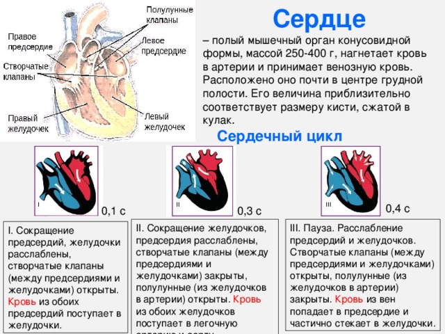 Клапаны в артериях