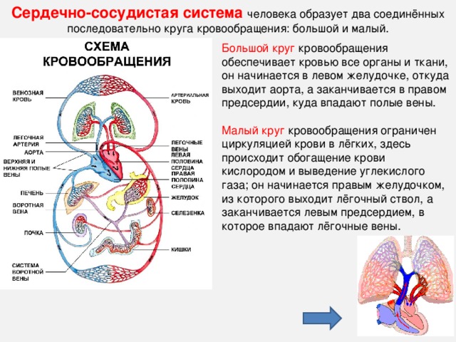 Легочный ствол фото