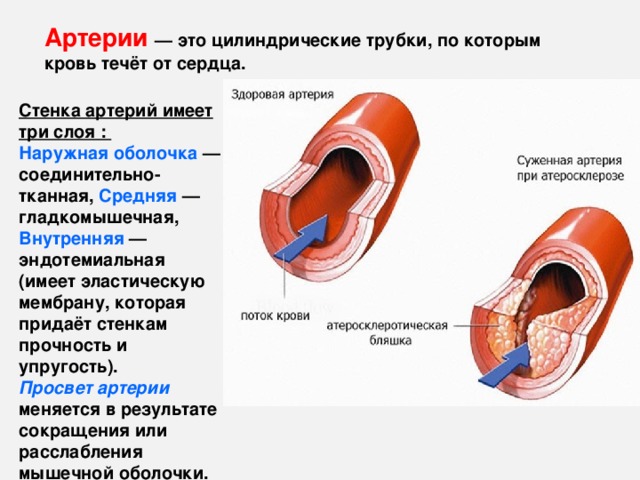 Наружный слой сосудистой стенки