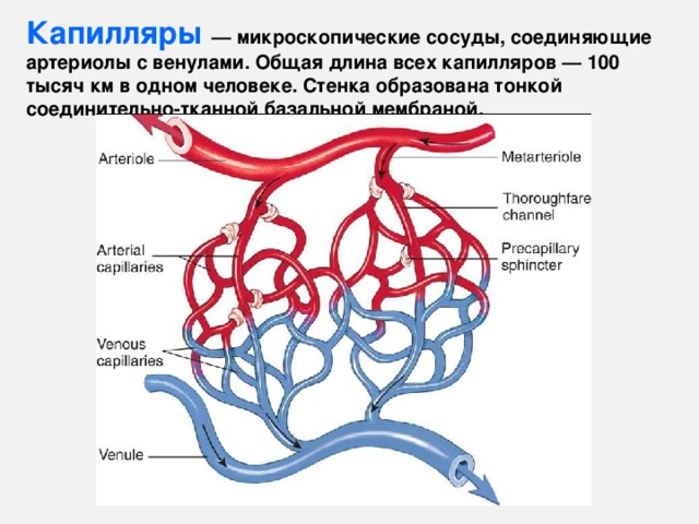 Вены имеют клапаны