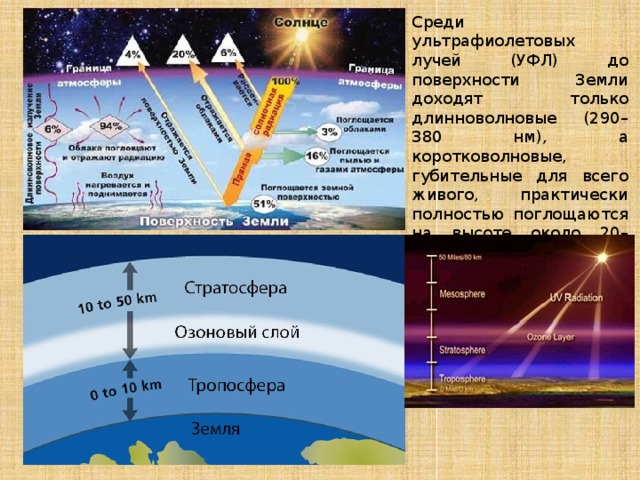 Среди ультрафиолетовых лучей (УФЛ) до поверхности Земли доходят только длинноволновые (290–380 нм), а коротковолновые, губительные для всего живого, практически полностью поглощаются на высоте около 20–25 км озоновым экраном – тонким слоем атмосферы, содержащим молекулы О 3 . 