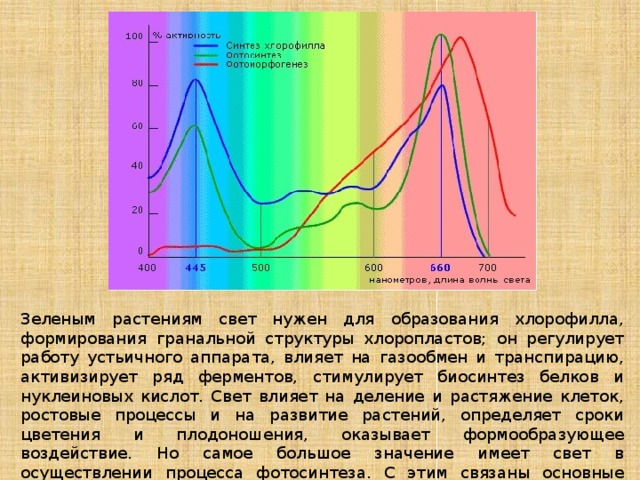 Зеленым растениям свет нужен для образования хлорофилла, формирования гранальной структуры хлоропластов; он регулирует работу устьичного аппарата, влияет на газообмен и транспирацию, активизирует ряд ферментов, стимулирует биосинтез белков и нуклеиновых кислот. Свет влияет на деление и растяжение клеток, ростовые процессы и на развитие растений, определяет сроки цветения и плодоношения, оказывает формообразующее воздействие. Но самое большое значение имеет свет в осуществлении процесса фотосинтеза. С этим связаны основные адаптации растений по отношению к свету. 