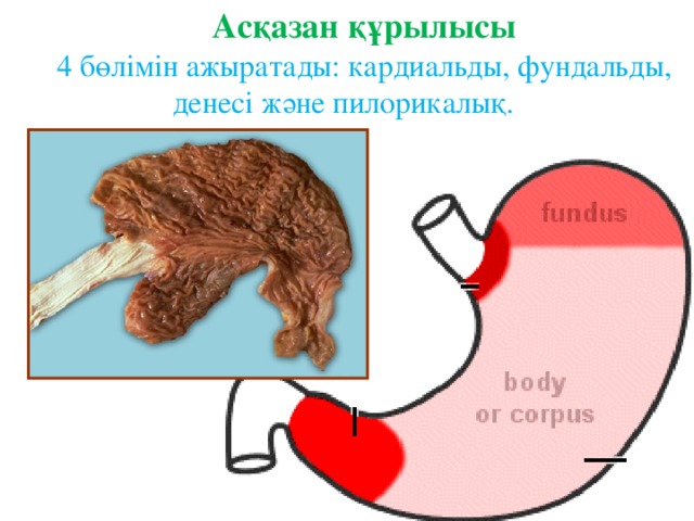 асқазан бездері