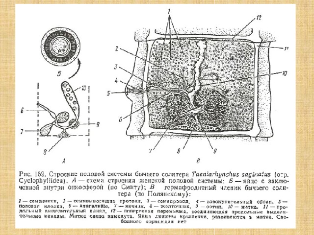 Знакомство С Половым Органом Художественный Рассказ