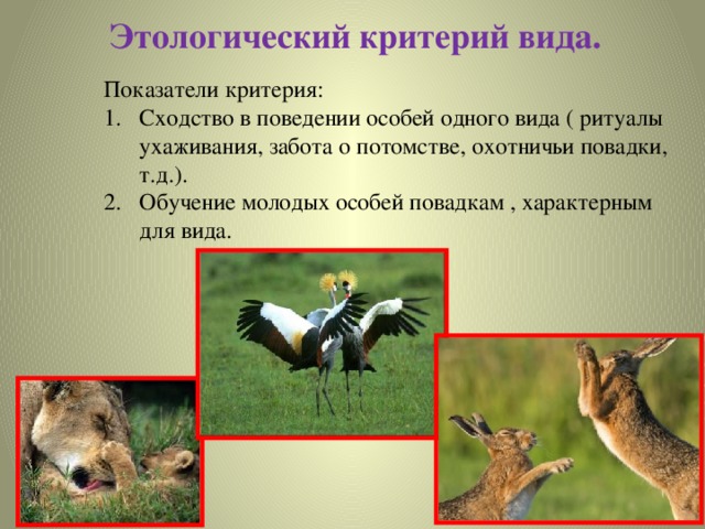 Этологический критерий вида. Показатели критерия: Сходство в поведении особей одного вида ( ритуалы ухаживания, забота о потомстве, охотничьи повадки, т.д.). Обучение молодых особей повадкам , характерным для вида. 