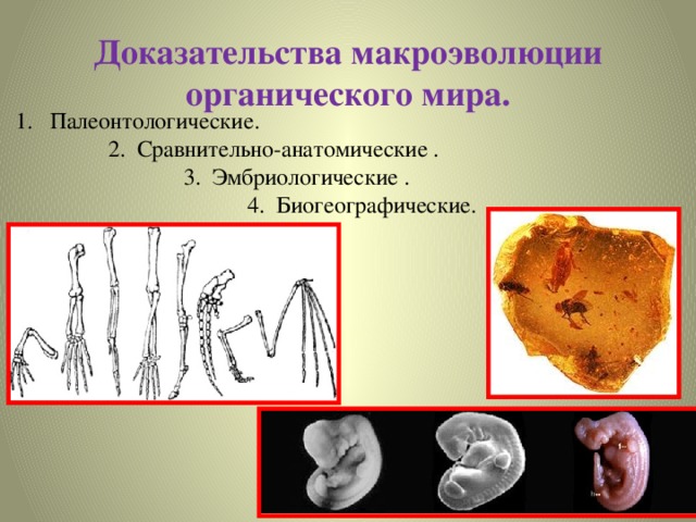 Доказательства макроэволюции органического мира. Палеонтологические.  2. Сравнительно-анатомические .  3. Эмбриологические .  4. Биогеографические. 