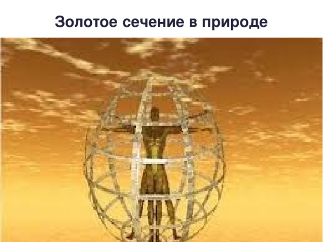 Золотое сечение в природе   