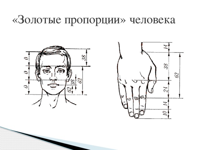 «Золотые пропорции» человека 