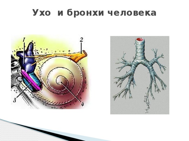Ухо и бронхи человека   
