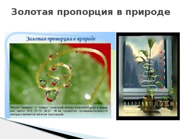 Золотая пропорция в природе   