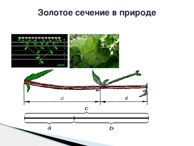 Золотое сечение в природе   