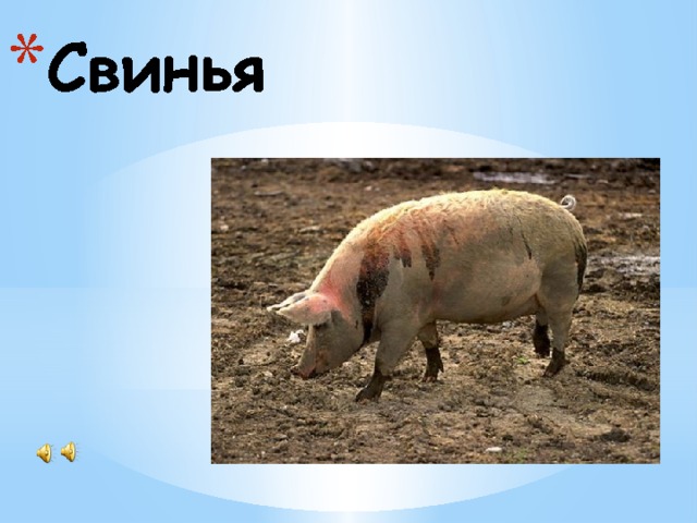 Свинья 