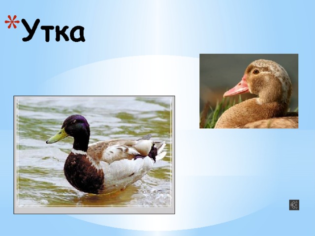 Утка 