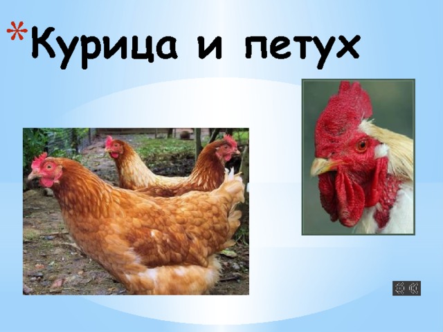 Курица и петух 