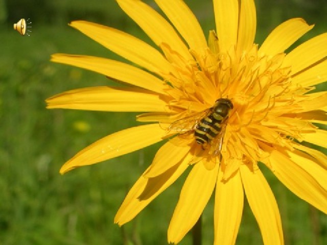 Звучит спокойная мелодия  09/22/16  