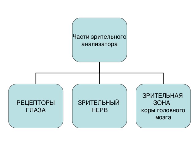 Части зрительного анализатора РЕЦЕПТОРЫ ГЛАЗА ЗРИТЕЛЬНЫЙ НЕРВ ЗРИТЕЛЬНАЯ ЗОНА коры головного мозга 