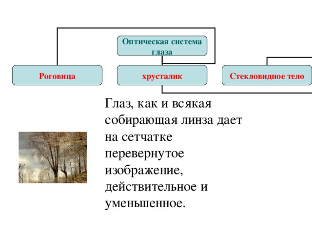 Оптическая система глаза  Роговица  хрусталик Стекловидное тело Глаз, как и всякая собирающая линза дает на сетчатке перевернутое изображение, действительное и уменьшенное. 