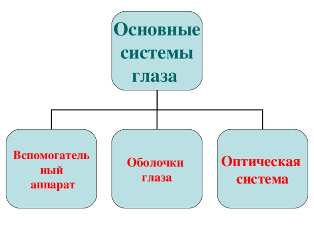 Основные  системы глаза  Вспомогатель ный  аппарат Оболочки глаза Оптическая система 