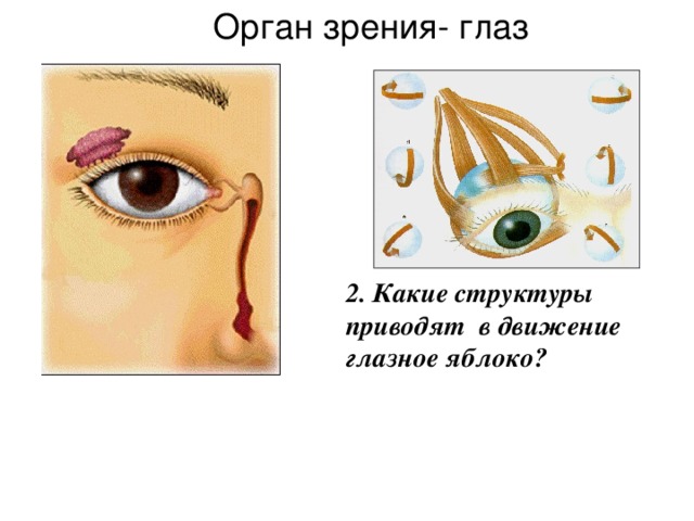 Орган зрения- глаз 2. Какие структуры приводят в движение глазное яблоко?       1.  Назовите части глаза, которые относятся к вспомогательному аппарату?    