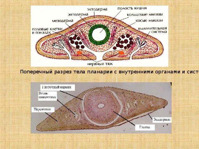 Срез плоского червя