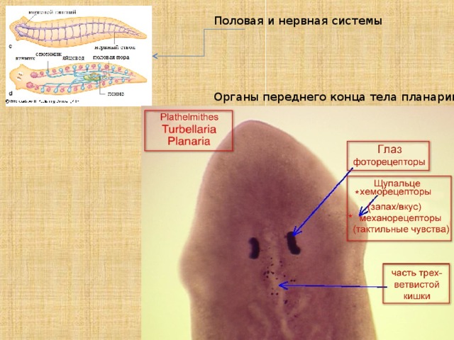 Почему люди верят в теорию эволюции, если библейское происхождение жизни куда бо