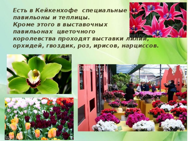 Есть в Кейкенхофе специальные  павильоны и теплицы.  Кроме этого в выставочных  павильонах цветочного  королевства проходят выставки лилий, орхидей, гвоздик, роз, ирисов, нарциссов. . 