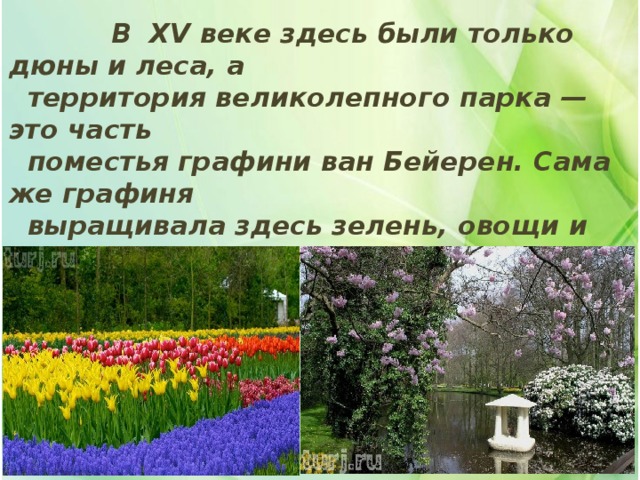  В XV веке здесь были только дюны и леса, а  территория великолепного парка — это часть  поместья графини ван Бейерен. Сама же графиня  выращивала здесь зелень, овощи и  ароматические травы для собственной кухни.  Поэтому и называется великолепный парк  цветов «Кейкенхоф» – «огород для кухни». 