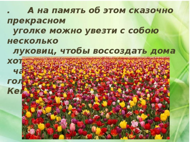 .  А на память об этом сказочно прекрасном  уголке можно увезти с собою несколько  луковиц, чтобы воссоздать дома хотя бы  частицу прекрасного голландского парка цветов Кейкенхоф. 
