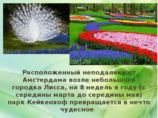 . Расположенный неподалеку от Амстердама возле небольшого городка Лисса, на 8 недель в году (с середины марта до середины мая) парк Кейкенхоф превращается в нечто чудесное . 