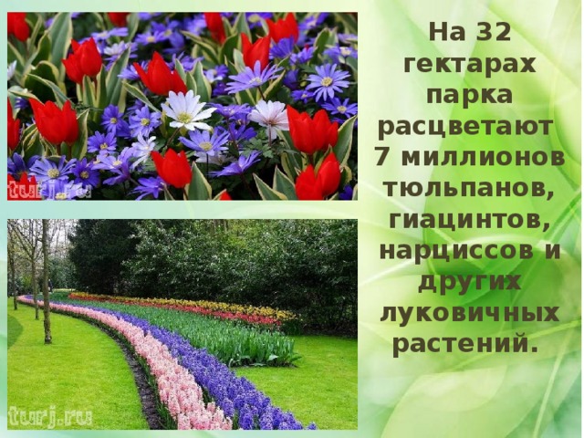 На 32 гектарах парка расцветают 7 миллионов тюльпанов, гиацинтов, нарциссов и других луковичных растений. . . 