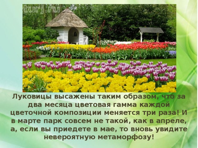 . Луковицы высажены таким образом, что за два месяца цветовая гамма каждой цветочной композиции меняется три раза! И в марте парк совсем не такой, как в апреле, а, если вы приедете в мае, то вновь увидите невероятную метаморфозу! 