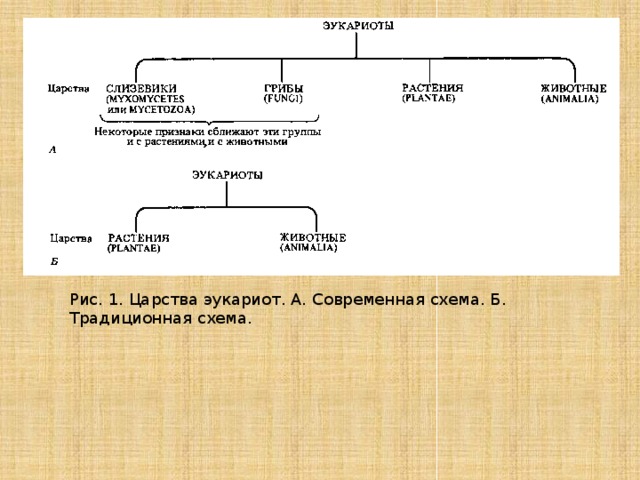 Рис. 1. Царства эукариот. А. Современная схема. Б. Традиционная схема. 