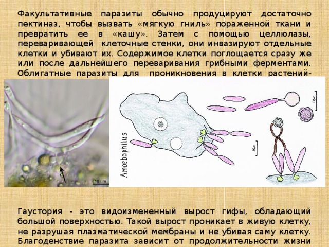 Факультативные паразиты обычно продуцируют достаточно пектиназ, чтобы вызвать «мягкую гниль» пораженной ткани и превратить ее в «кашу». Затем с помощью целлюлазы, переваривающей клеточные стенки, они инвазируют отдельные клетки и убивают их. Содержимое клетки поглощается сразу же или после дальнейшего переваривания грибными ферментами. Облигатные паразиты для проникновения в клетки растений-хозяев и высасывания из них питательных веществ образуют специальные выросты, которые называются гаусториями. Гаустория - это видоизмененный вырост гифы, обладающий большой поверхностью. Такой вырост проникает в живую клетку, не разрушая плазматической мембраны и не убивая саму клетку. Благоденствие паразита зависит от продолжительности жизни хозяина. У факультативных паразитов гаустории образуются редко. 