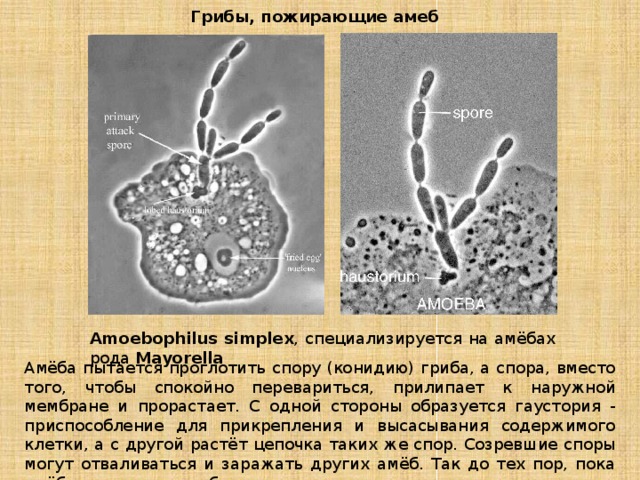 Грибы, пожирающие амеб Amoebophilus simplex , специализируется на амёбах рода  Mayorella Амёба пытается проглотить спору (конидию) гриба, а спора, вместо того, чтобы спокойно перевариться, прилипает к наружной мембране и прорастает. С одной стороны образуется гаустория - приспособление для прикрепления и высасывания содержимого клетки, а с другой растёт цепочка таких же спор. Созревшие споры могут отваливаться и заражать других амёб. Так до тех пор, пока амёба совсем не погибнет. 