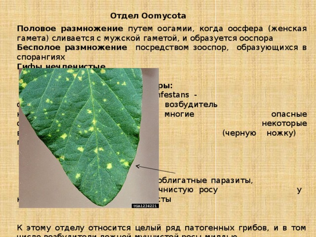 Отдел  Oomycota Половое размножение путем оогамии, когда оосфера (женская гамета) сливается с мужской гаметой, и образуется ооспора Бесполое размножение посредством зооспор, образующихся в спорангиях Гифы нечленистые        Примеры:      Phytophthora infestans -        факультативный паразит, возбудитель      картофельной гнили; Pythium - многие      опасные факультативные паразиты;       некоторые вызывают выпревание       (черную ножку) проростков;      Peronospora – облигатные паразиты,       вызывающие ложную мучнистую росу      у крестоцветных, например у капусты К этому отделу относится целый ряд патогенных грибов, и в том числе возбудители ложной мучнистой росы-милдью. 