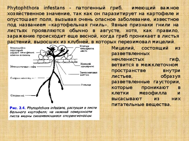 Phytophthora infestans - патогенный гриб, имеющий важное хозяйственное значение, так как он паразитирует на картофеле и опустошает поля, вызывая очень опасное заболевание, известное под названием «картофельная гниль». Явные признаки гнили на листьях проявляются обычно в августе, хотя, как правило, заражение происходит еще весной, когда гриб проникает в листья растений, выросших из клубней, в которых перезимовал мицелий. Мицелий, состоящий из разветвленных нечленистых гиф, ветвится в межклеточном пространстве внутри листьев, образуя разветвленные гаустории, которые проникают в клетки мезофилла и высасывают из них питательные вещества. 