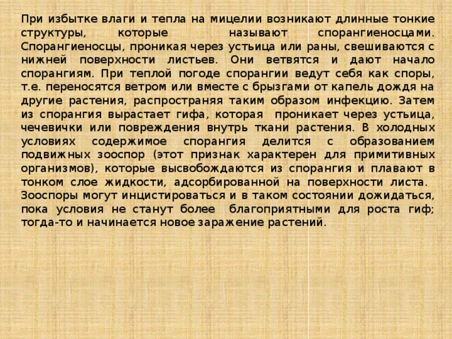 При избытке влаги и тепла на мицелии возникают длинные тонкие структуры, которые называют спорангиеносцами. Спорангиеносцы, проникая через устьица или раны, свешиваются с нижней поверхности листьев. Они ветвятся и дают начало спорангиям. При теплой погоде спорангии ведут себя как споры, т.е. переносятся ветром или вместе с брызгами от капель дождя на другие растения, распространяя таким образом инфекцию. Затем из спорангия вырастает гифа, которая проникает через устьица, чечевички или повреждения внутрь ткани растения. В холодных условиях содержимое спорангия делится с образованием подвижных зооспор (этот признак характерен для примитивных организмов), которые высвобождаются из спорангия и плавают в тонком слое жидкости, адсорбированной на поверхности листа. Зооспоры могут инцистироваться и в таком состоянии дожидаться, пока условия не станут более благоприятными для роста гиф; тогда-то и начинается новое заражение растений. 