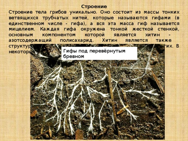 Строение Строение тела грибов уникально. Оно состоит из массы тонких ветвящихся трубчатых нитей, которые называются гифами (в единственном числе - гифа), а вся эта масса гиф называется мицелием. Каждая гифа окружена тонкой жесткой стенкой, основным компонентом которой является хитин - азотсодержащий полисахарид. Хитин является также структурным компонентом наружного скелета членистоногих. В некоторых случаях клеточная стенка содержит целлюлозу. Гифы под перевёрнутым бревном 