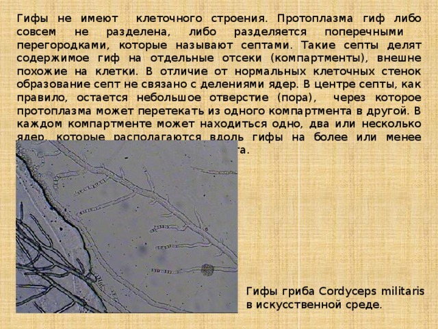 Гифы не имеют клеточного строения. Протоплазма гиф либо совсем не разделена, либо разделяется поперечными перегородками, которые называют септами. Такие септы делят содержимое гиф на отдельные отсеки (компартменты), внешне похожие на клетки. В отличие от нормальных клеточных стенок образование септ не связано с делениями ядер. В центре септы, как правило, остается небольшое отверстие (пора), через которое протоплазма может перетекать из одного компартмента в другой. В каждом компартменте может находиться одно, два или несколько ядер, которые располагаются вдоль гифы на более или менее одинаковых расстояниях друг от друга. Гифы гриба Cordyceps militaris в искусственной среде. 