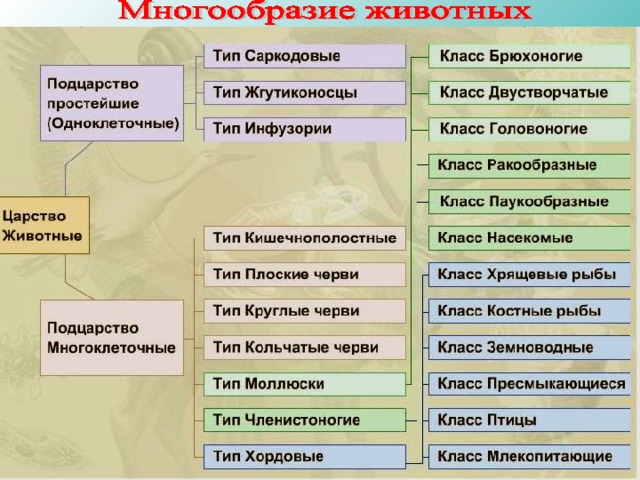 Схема классификации животных 7 класс