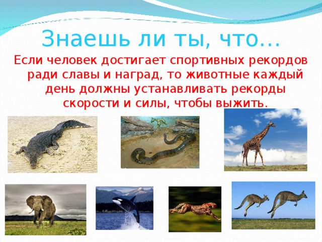 Знаешь ли ты, что… Если человек достигает спортивных рекордов ради славы и наград, то животные каждый день должны устанавливать рекорды скорости и силы, чтобы выжить. 