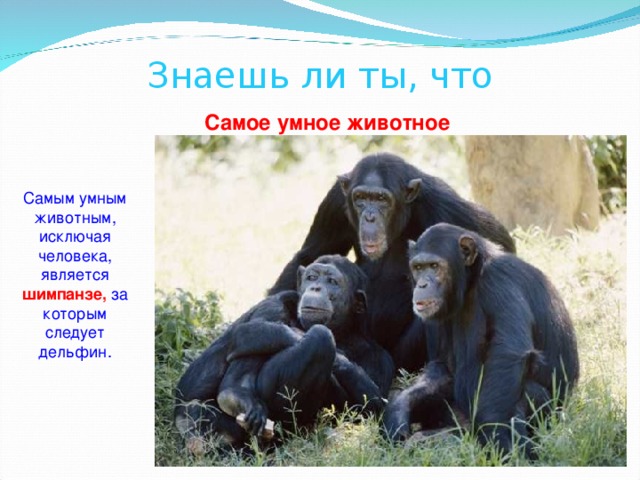 Знаешь ли ты, что  Самое умное животное  Самым умным животным, исключая человека, является шимпанзе,  за которым следует дельфин. 